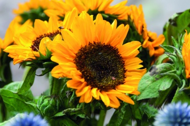 Logotrade Logogeschenke das Foto: Samen Sonnenblumen