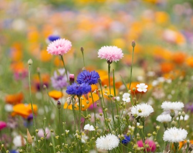Logotrade Geschäftsgeschenke das Foto: DIN A5 Wildblumen-Samenpapier