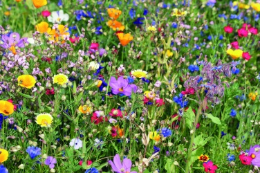 Logotrade promotional giveaways photo of: Flowers mix seeds in envelope